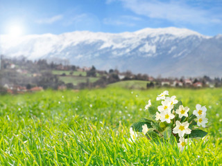 Wall Mural - Primrose flowers on the mountain meadow