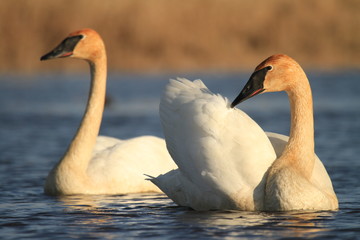 Poster - Trumpeter swan pair