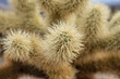 Macro closeup of Cholla Cactus in Joshua Tree National Park