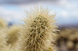 Macro closeup of Cholla Cactus in Joshua Tree National Park