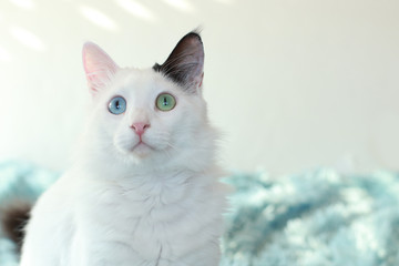 Odd eyed white cat lying on a light blue blanket