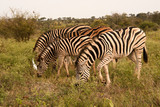 Fototapeta  - Section of a Burchell’s Zebra herd grazing 