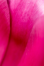 Pink Petal In A Flower As A Background