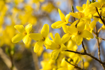 Beautiful Forsythia in spring time