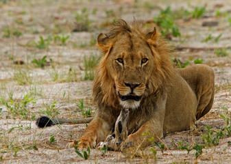 Wall Mural - An old male lion (Panthera Leo) resting on the african plains.  The Lion looks a bit beaten up and  has a scruffy small mane.  Hwange National Park, Zimbabwe