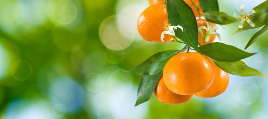 Wall Mural -  branch with tangerines in the garden on a green background