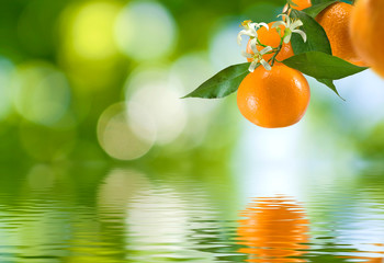 Wall Mural - image of branch with mandarins over the water