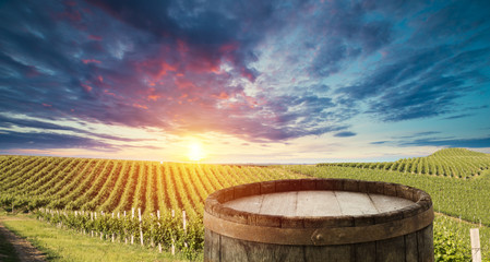 Ripe wine grapes on vines in Tuscany, Italy. Picturesque wine farm, vineyard. Sunset warm light