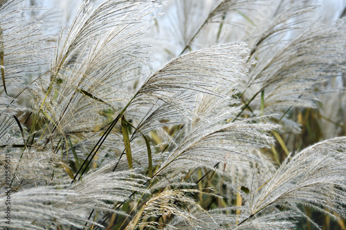 Amur silver grass (Miscanthus sacchariflorus). Known also as Japanese silver ...
