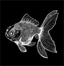 Black And White Gold Fish Llustration. Drawing Of A Sea Animal. Chalk On A Blackboard.