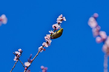 Japanese white-eye and apricot blossoms
