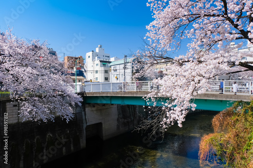 文京区 神田川桜並木 駒塚橋 Buy This Stock Photo And Explore Similar Images At Adobe Stock Adobe Stock