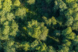 Napowietrzny widok z góry na wierzchołki drzew w lesie 