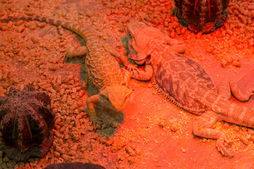 Two iguanas in red light from South America