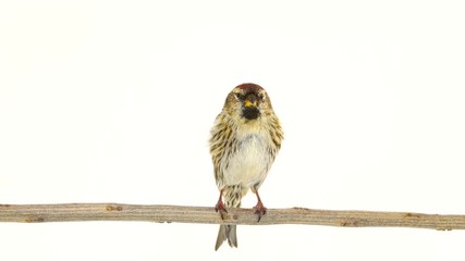 Wall Mural - female Common Redpoll (Acanthis flammea) on white screen