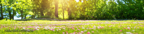 Fotografía Meadow with lots of white and pink spring daisy flowers in sunny day