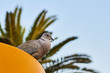 pigeon on a background of blue sky and green palm leaves