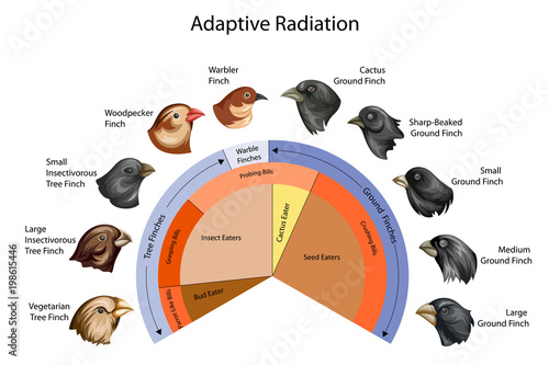 Fotografía Education Chart of Biology for Adaptive Radiation of Galapagos finches Diagram