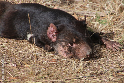 Tasmanischer Teufel Beutelteufel Buy This Stock Photo And