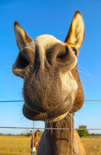 Donkey - Closeup View.
Portrait Of Cute Domestic Animal.