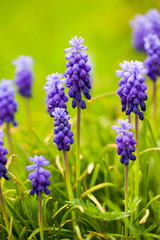 Isolated Muscari flower in bloom on green garden background / Muscari neglectum / grape hyacinth