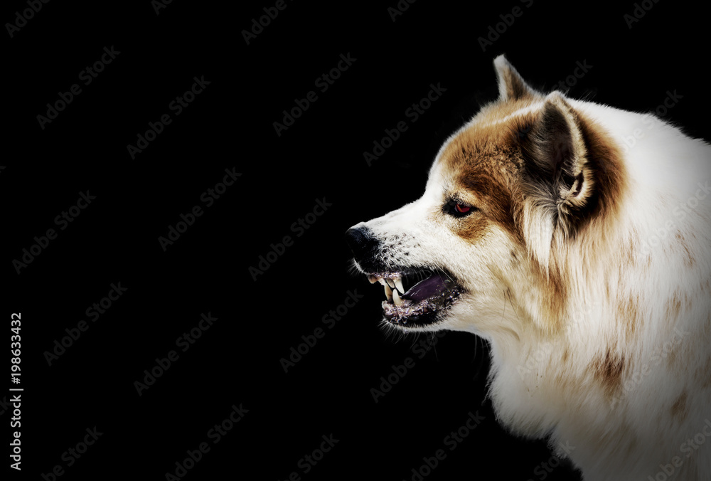 Dog Drooling Rabies