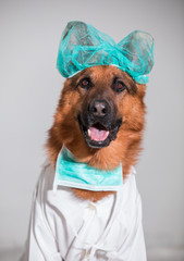 cute doctor german shepherd dog