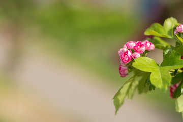 Wall Mural - beautiful pink hawthorn blossom. spring background