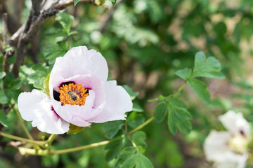 Wall Mural - bee collects nectar and flies. beautiful pink peony