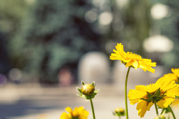 Wall Mural - blooming yellow tender daisies in the summer time