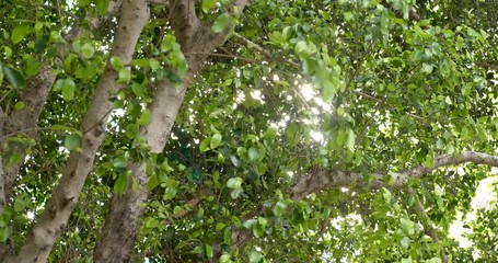 Wall Mural - sunlight though the tree