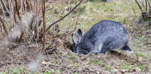 Rabbit Hole / A Gray Rabbit Digs A Hole In The Garden