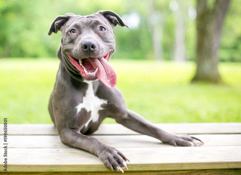 A happy blue and white Pit Bull Terrier mixed breed dog with its tongue hanging out - obrazy, fototapety, plakaty 