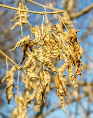 Wall Mural - Dry leaves on a tree in nature