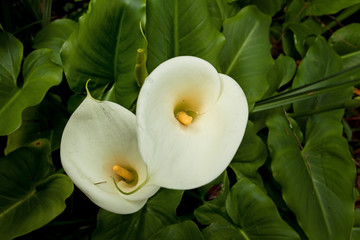 Wall Mural - Calla lily, New Zeland