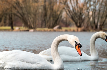 Two elegant swans on a pond 