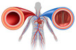 © freshidea - Artery And Vein Human Circulation