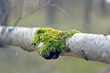 tree covered with green moss