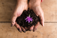 Top View Of Dirty Hands Holding A Dainty Purple Flower In Rich Fertile Soil