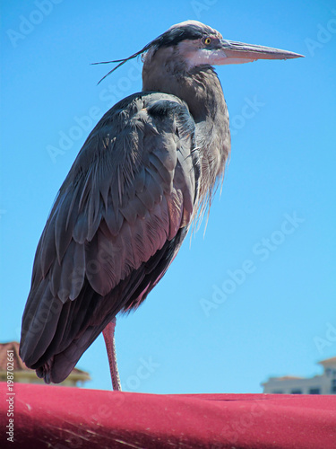 Fotografia, Obraz Great heron isolated against a blue sky background