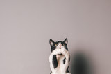 Fototapeta Koty - Black and white cat against a seamless grey background jumping and trying to grab something in mid air