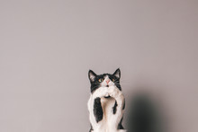 Black And White Cat Against A Seamless Grey Background Jumping And Trying To Grab Something In Mid Air