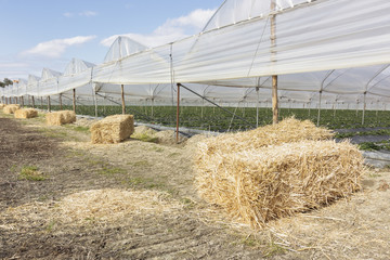 Canvas Print - Cultivation of strawberries under greenhouses in Basilicata in southern Italy