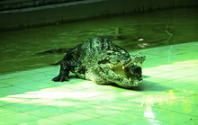 Krokodyl W Niewoli
