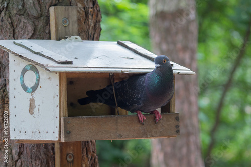 Pigeon Sits On A Bird Feeder In The Park Birds Buy This Stock