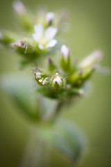 Wall Mural - green grass meadow weeds flowers in abstract creative background in springtime