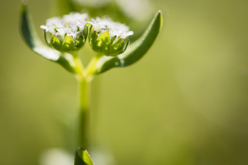 Wall Mural - close up of flower weed in abstract creative background in springtime