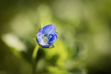 Wall Mural - macro close up of beautiful tiny purple flower in green meadow blurred background