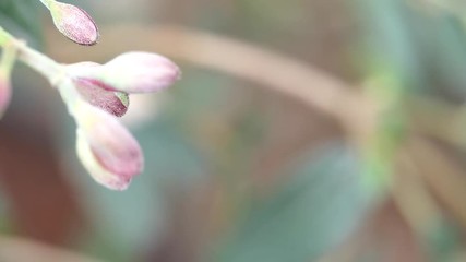 Sticker - Close-up flower Tree