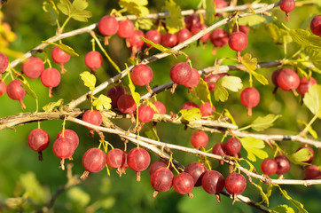 Wall Mural - Red gooseberries on branches